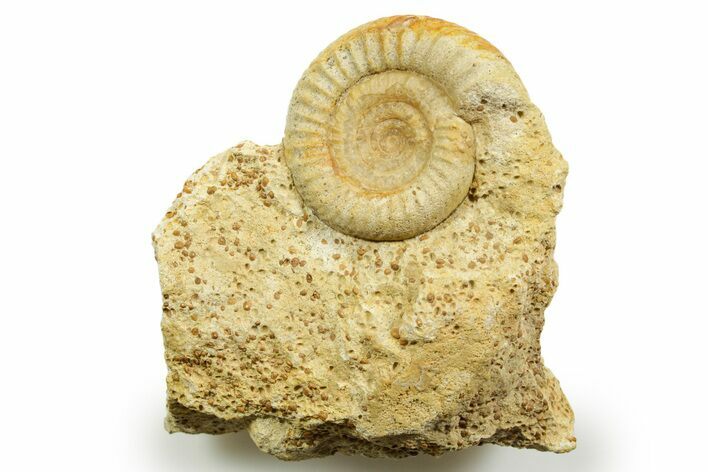 Jurassic Ammonite (Caumontisphinctes) Fossil - Évrecy, France #367809